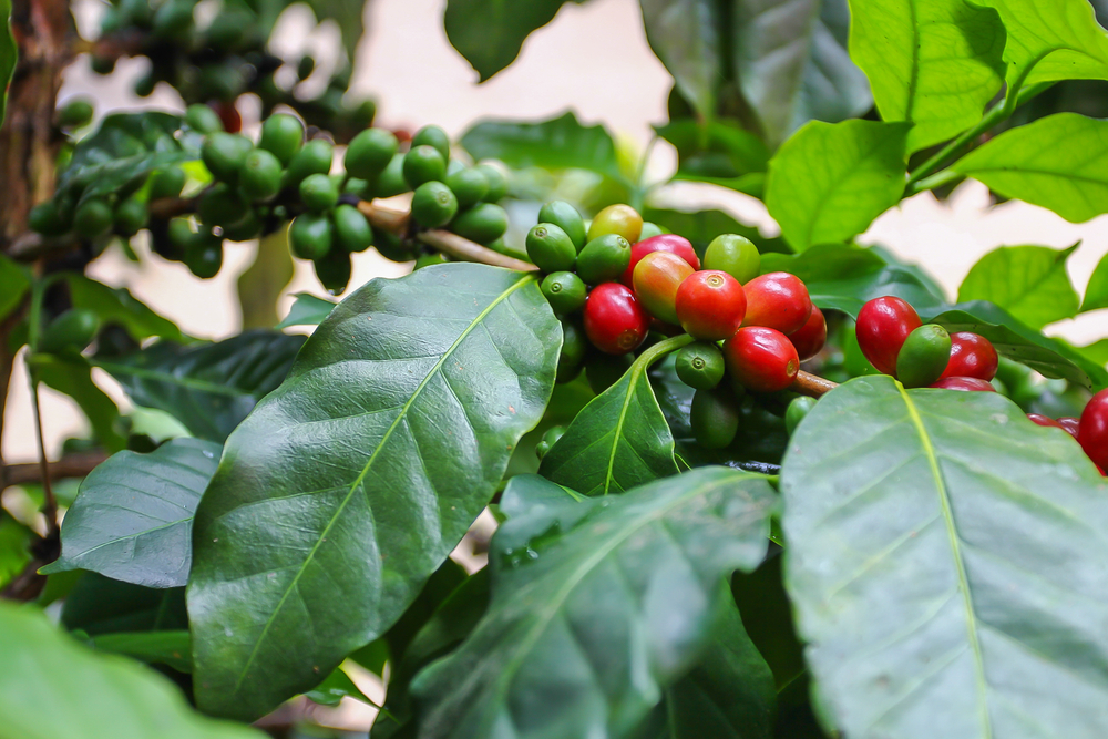 coffeeplant